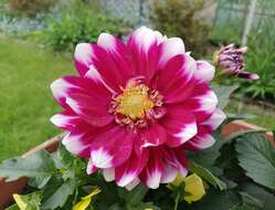 Image of pinnate dahlia