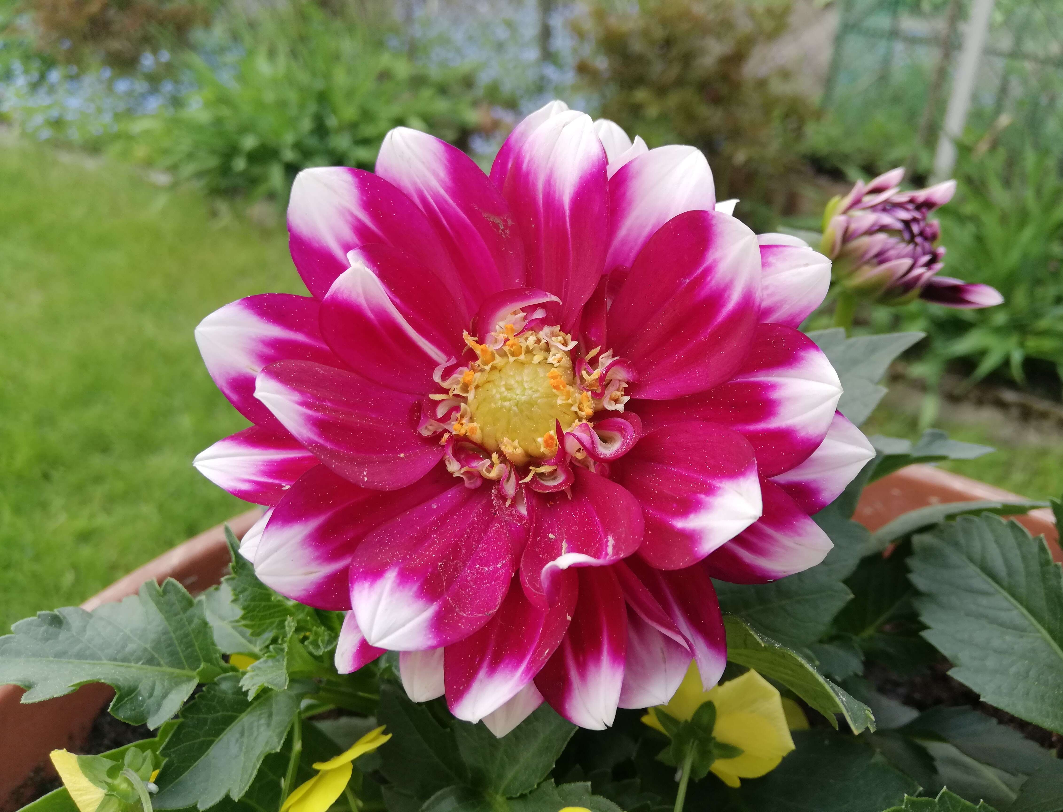 Imagem de Dahlia pinnata Cav.