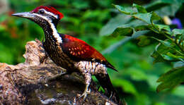 Image of Lesser Crimson-backed Flameback