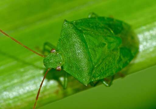 Image of stink bugs