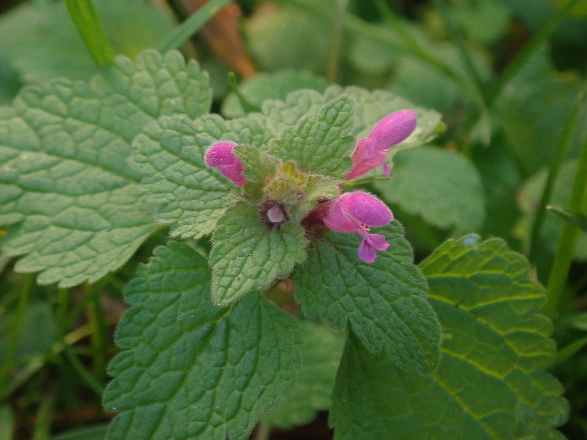 Image of purple archangel