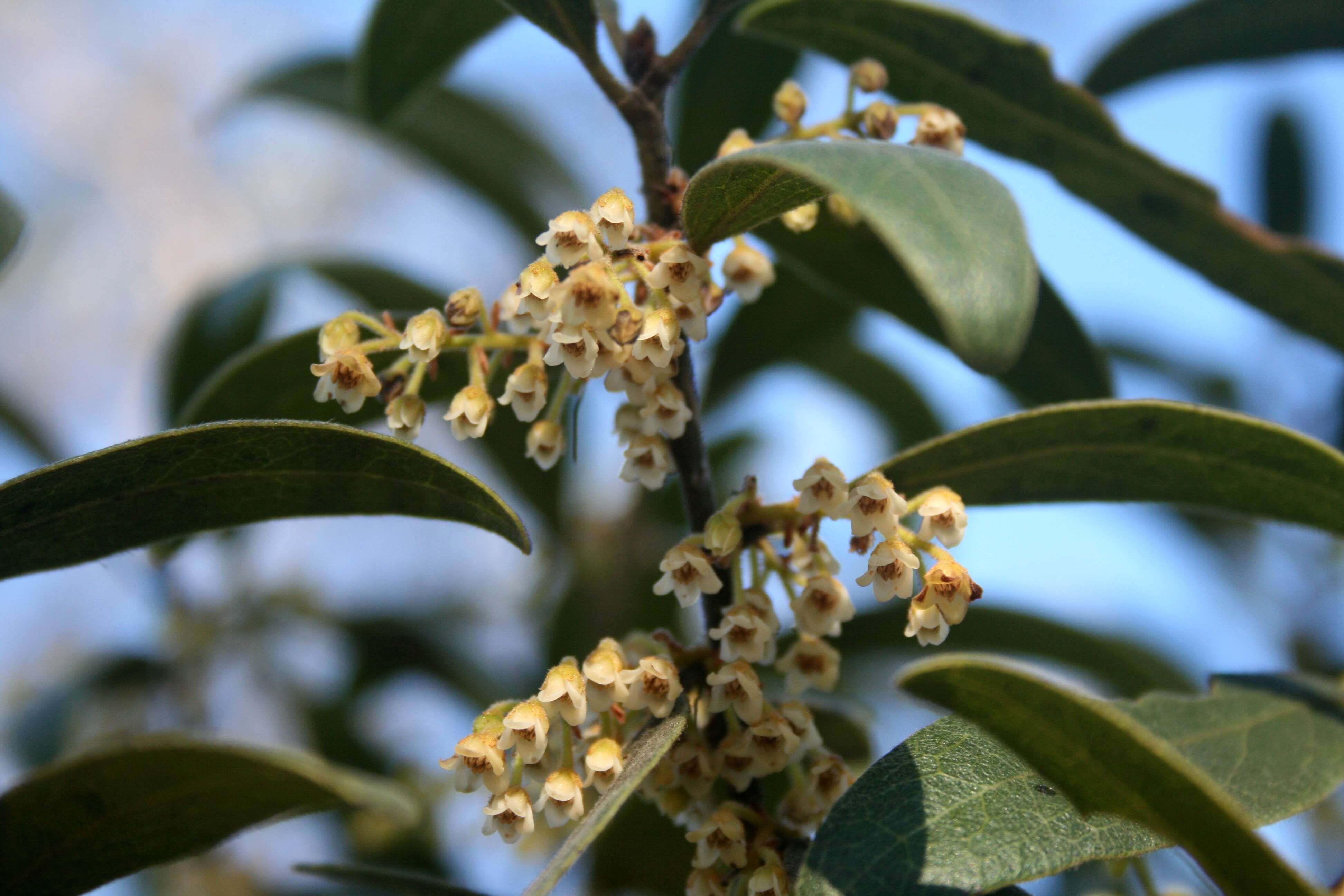 Sivun Euclea natalensis A. DC. kuva