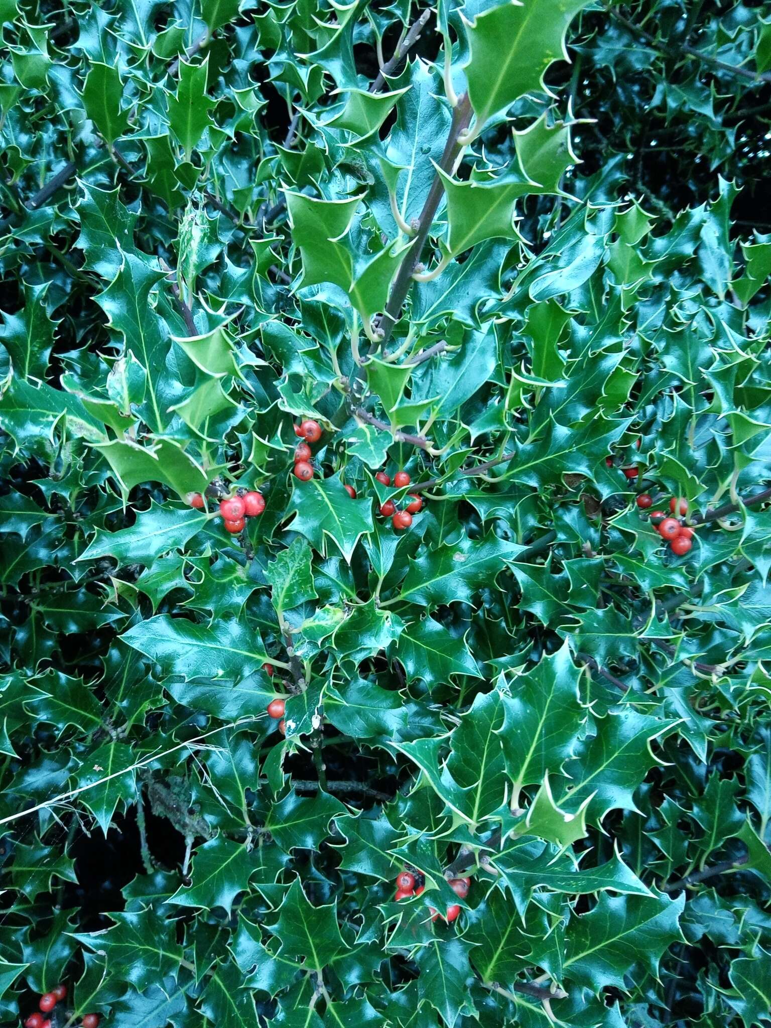 Image of English holly