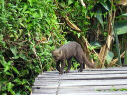 Image of Jaguarundi