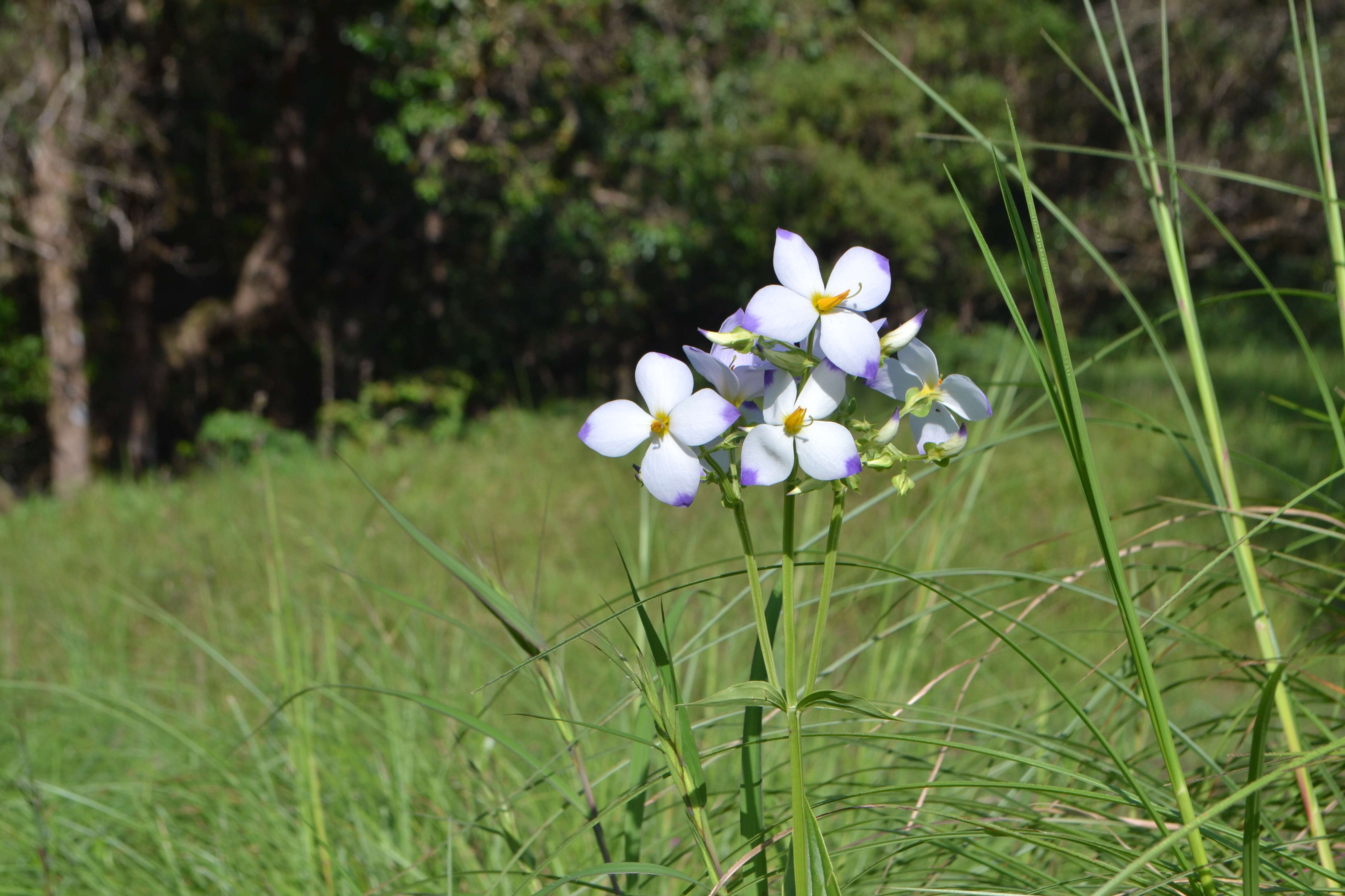 Image of Exacum tetragonum Roxb.