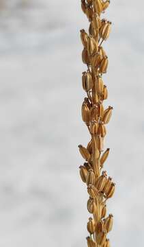 Image of Sea Arrowgrass