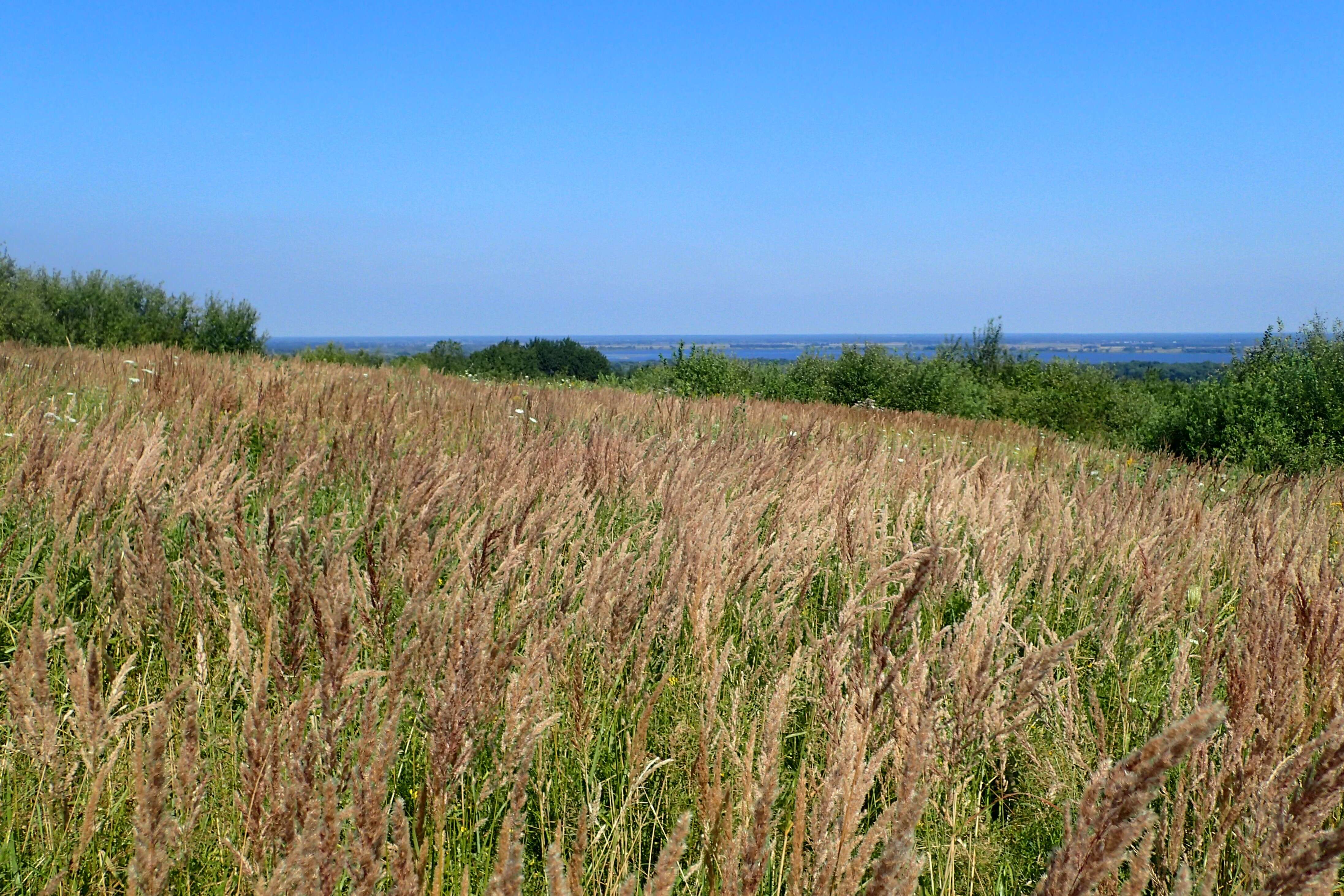 Imagem de Calamagrostis epigejos (L.) Roth