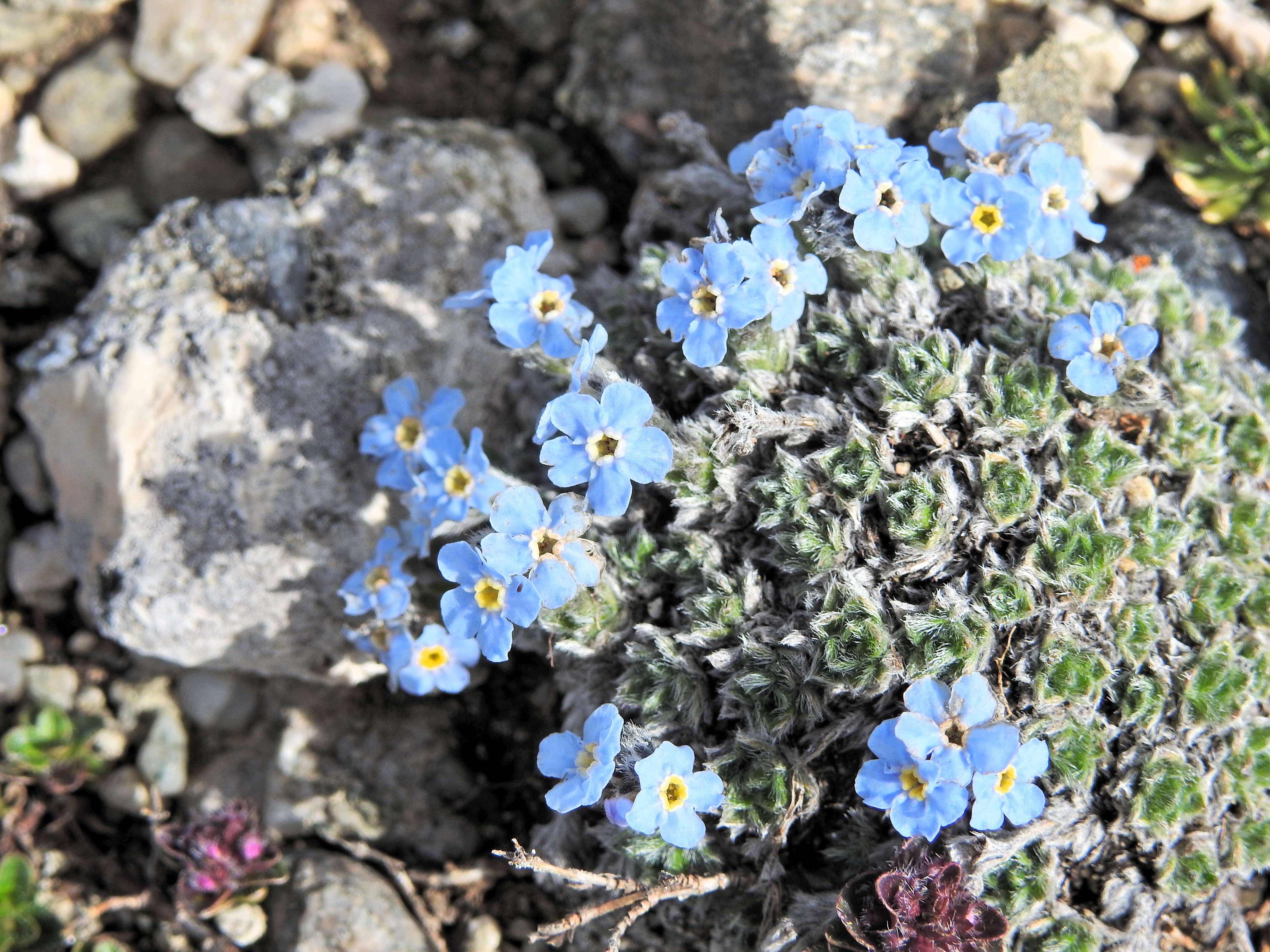 Imagem de Eritrichium nanum (L.) Gaudin