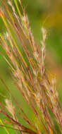 Imagem de Schizachyrium scoparium (Michx.) Nash