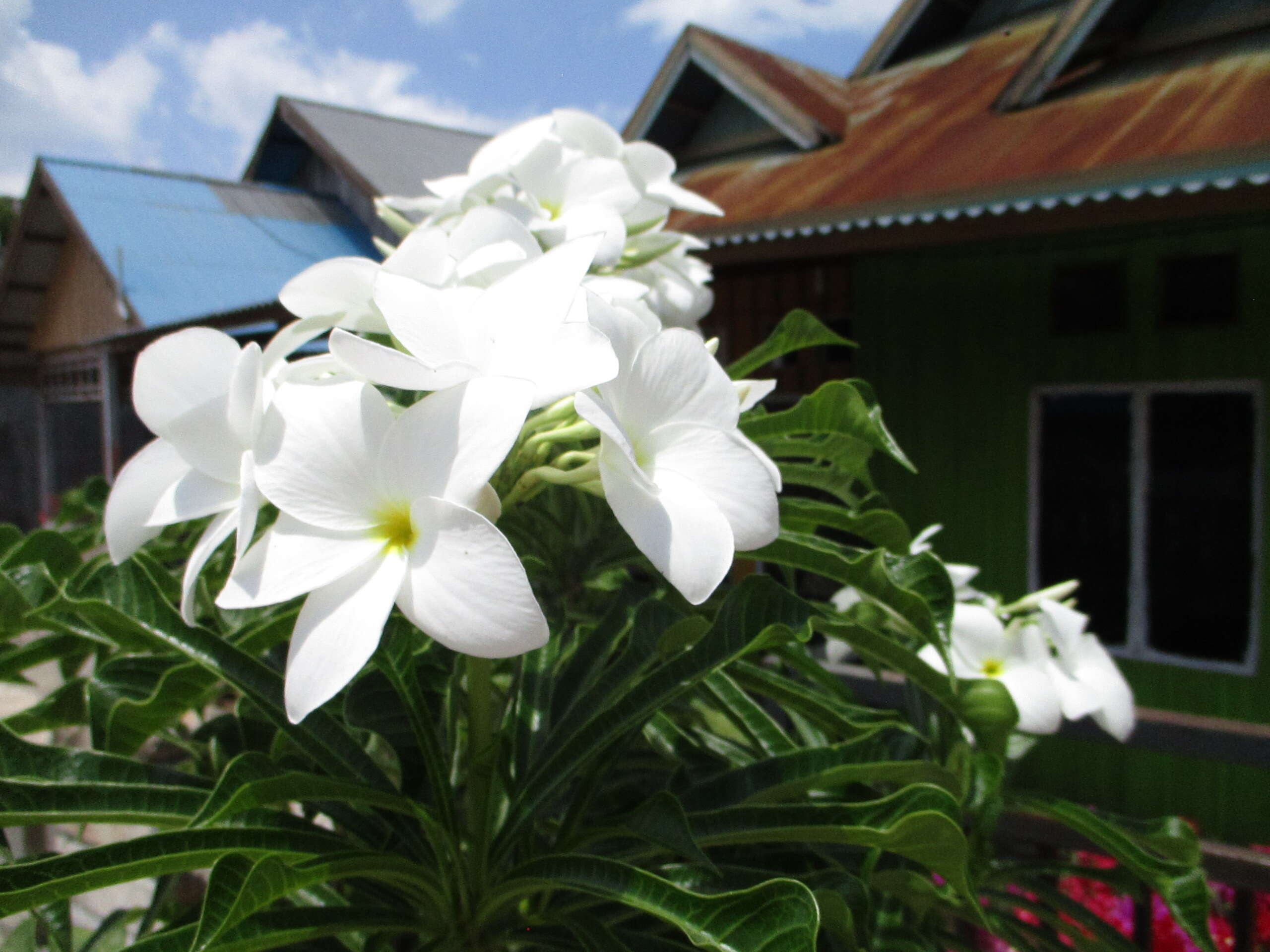 Image of bridal boquet