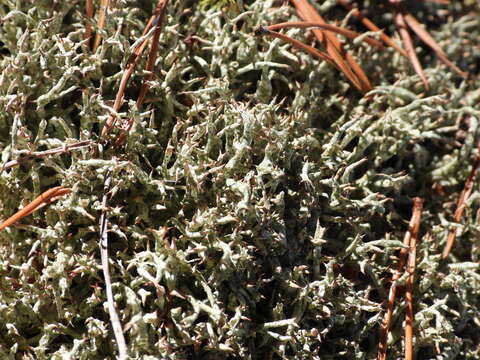 Image of Thorn cladonia