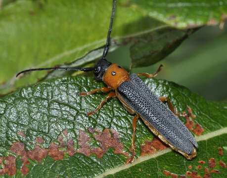 Image of Twin spot longhorn beetle