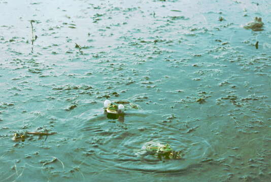 Image of Balkan Water Frog