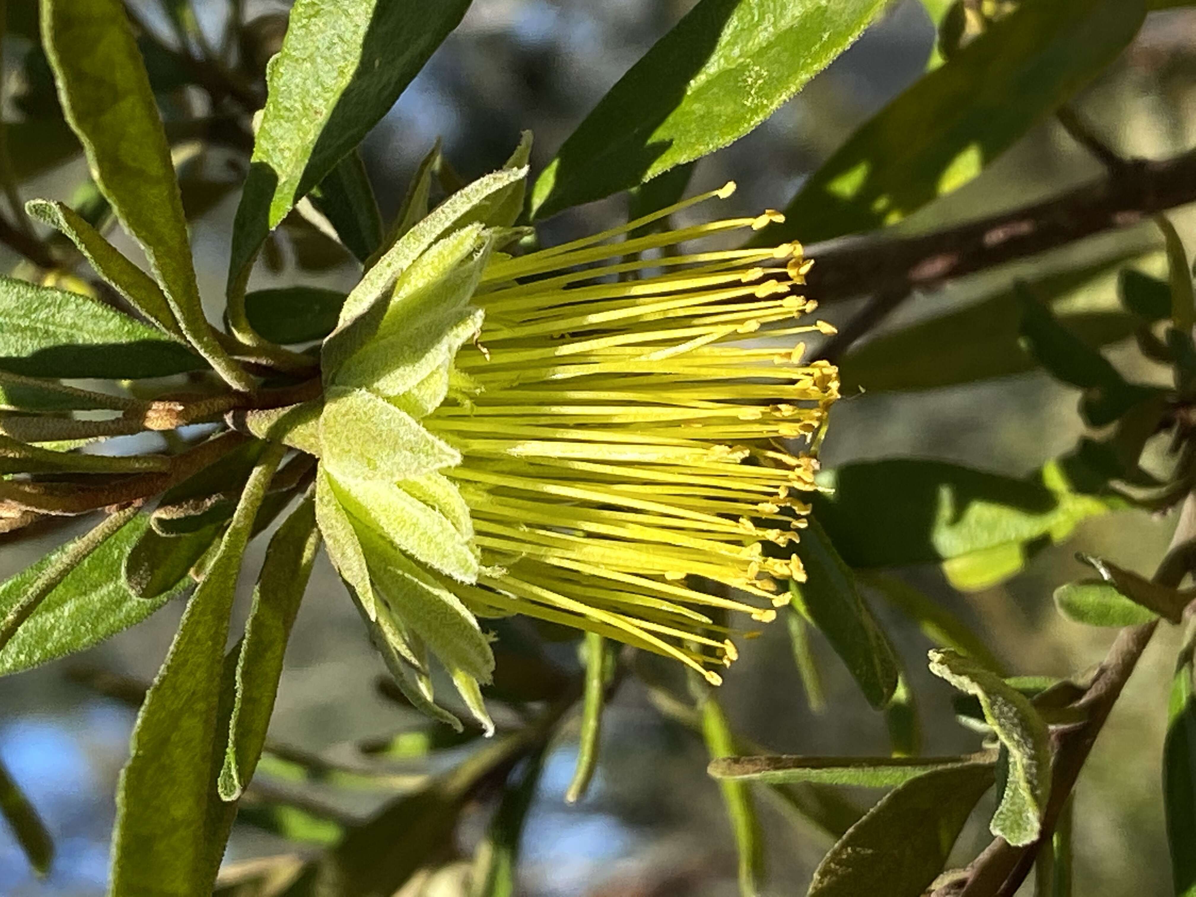 Image of Diplolaena microcephala Bartl.