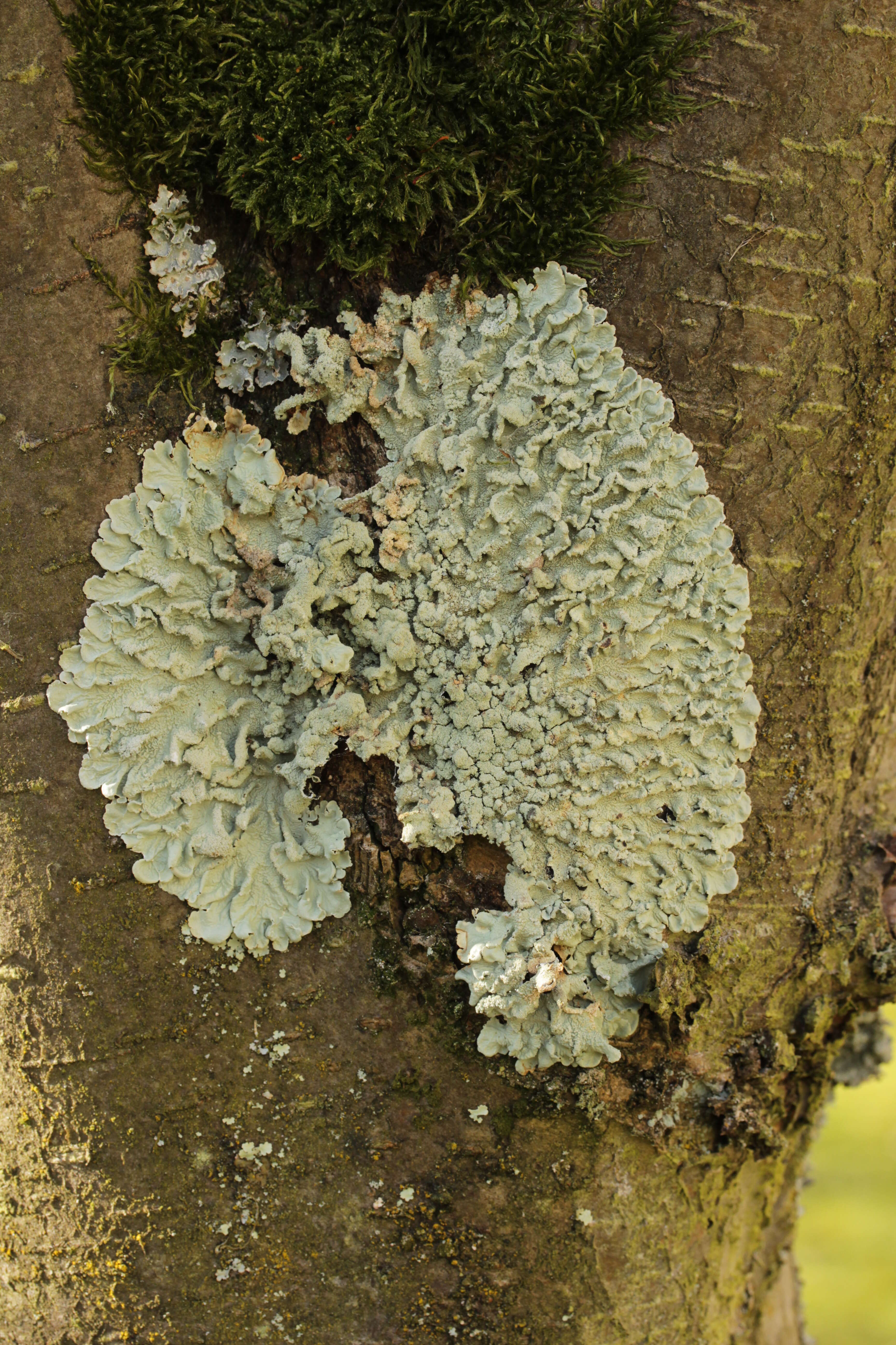 Image of Common greenshield lichen