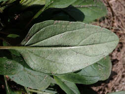 Image of large-flowered selfheal