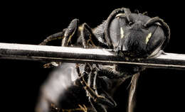 Image of Hylaeus verticalis (Cresson 1869)