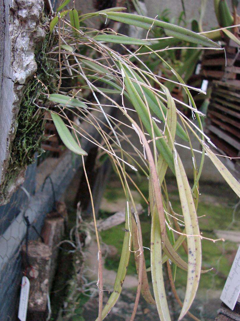 Image of Acianthera octophrys (Rchb. fil.) Pridgeon & M. W. Chase