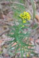 Plancia ëd Euthamia leptocephala (Torr. & A. Gray) Greene