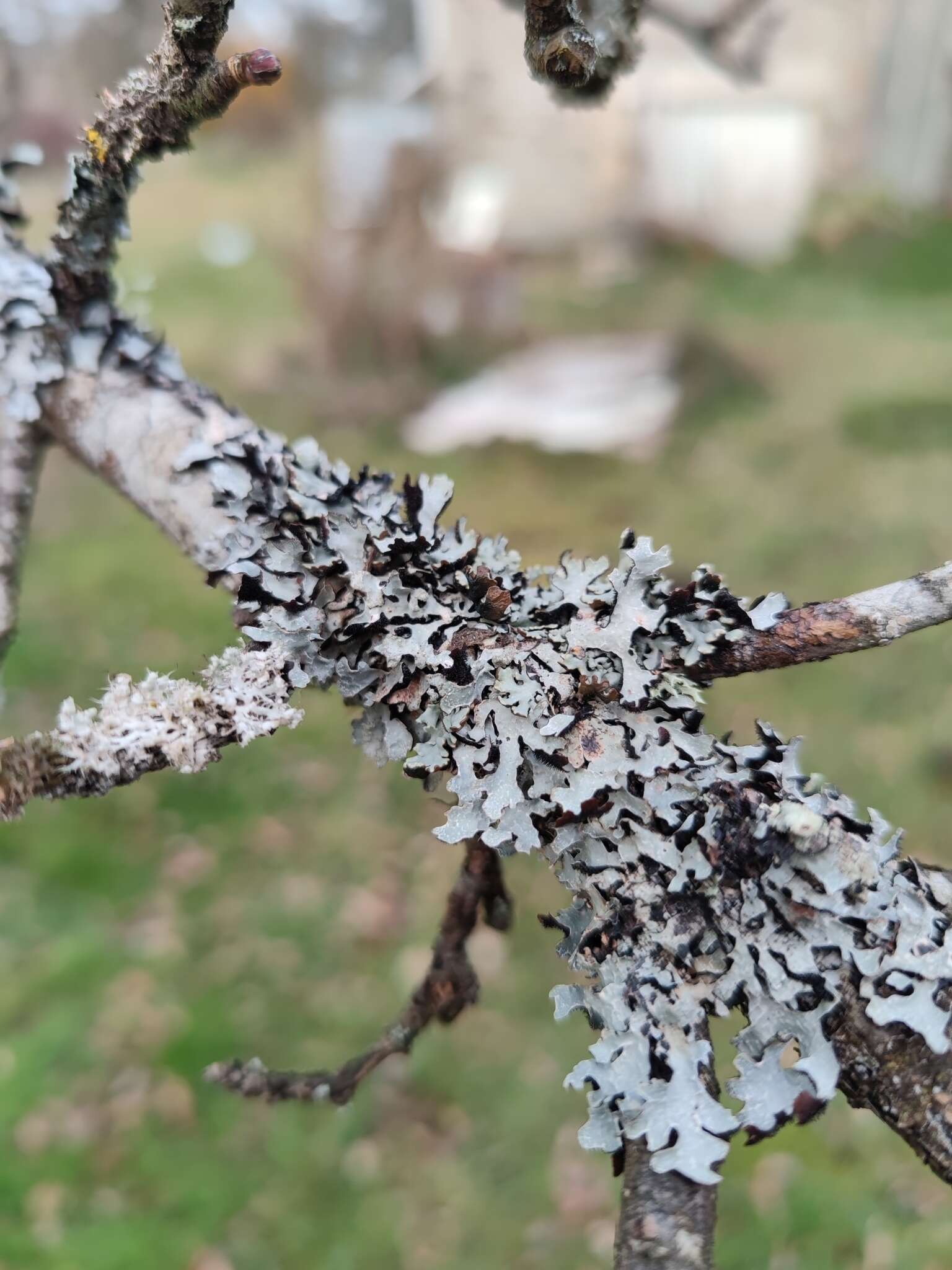 Image of Hammered shield lichen