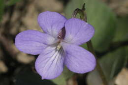 Image of teesdale violet