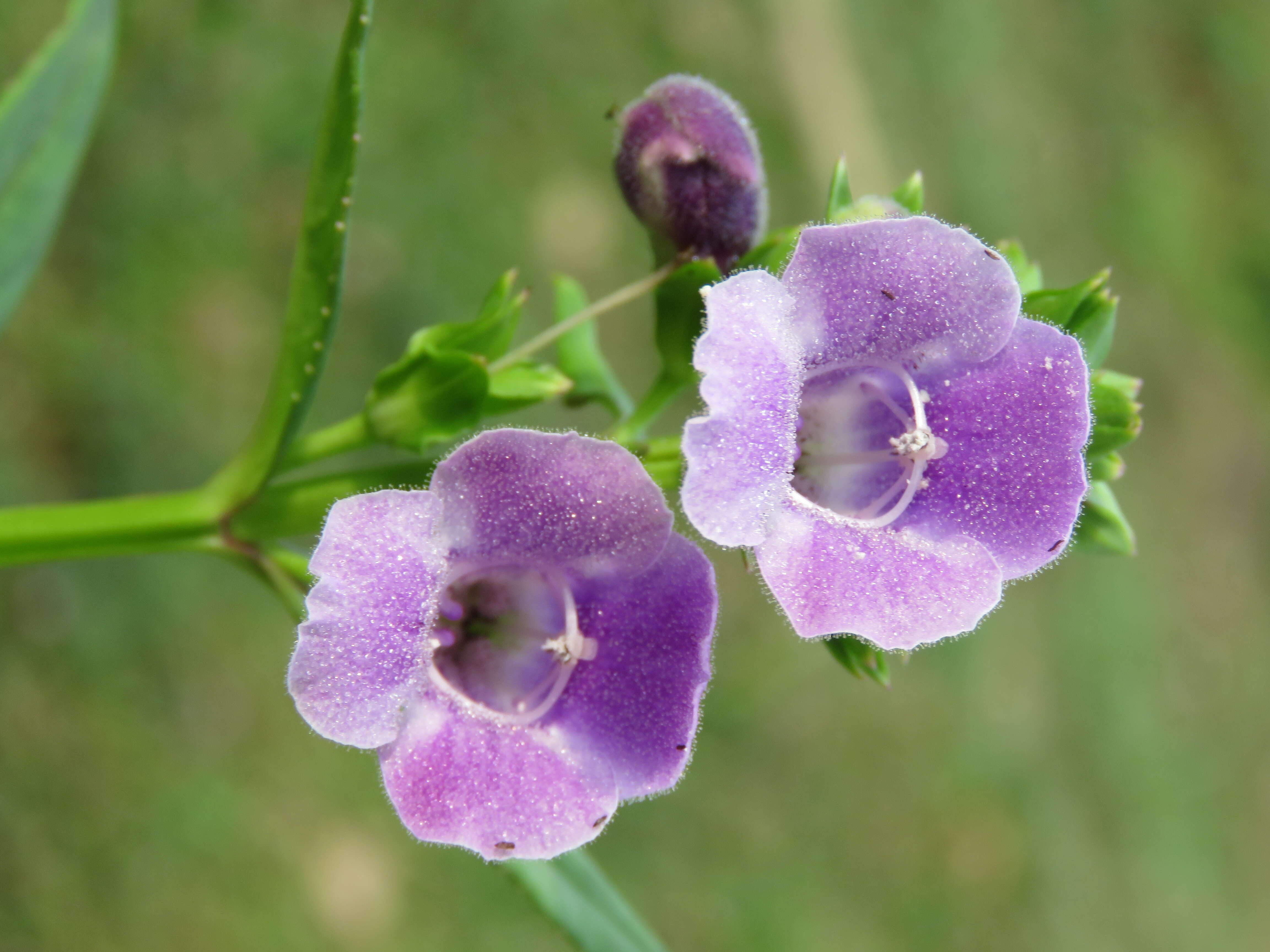 Imagem de Artanema longifolium (L.) Vatke