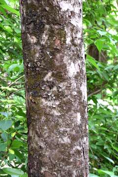 Plancia ëd Docyniopsis yunnanensis (Franch.) Koidz.