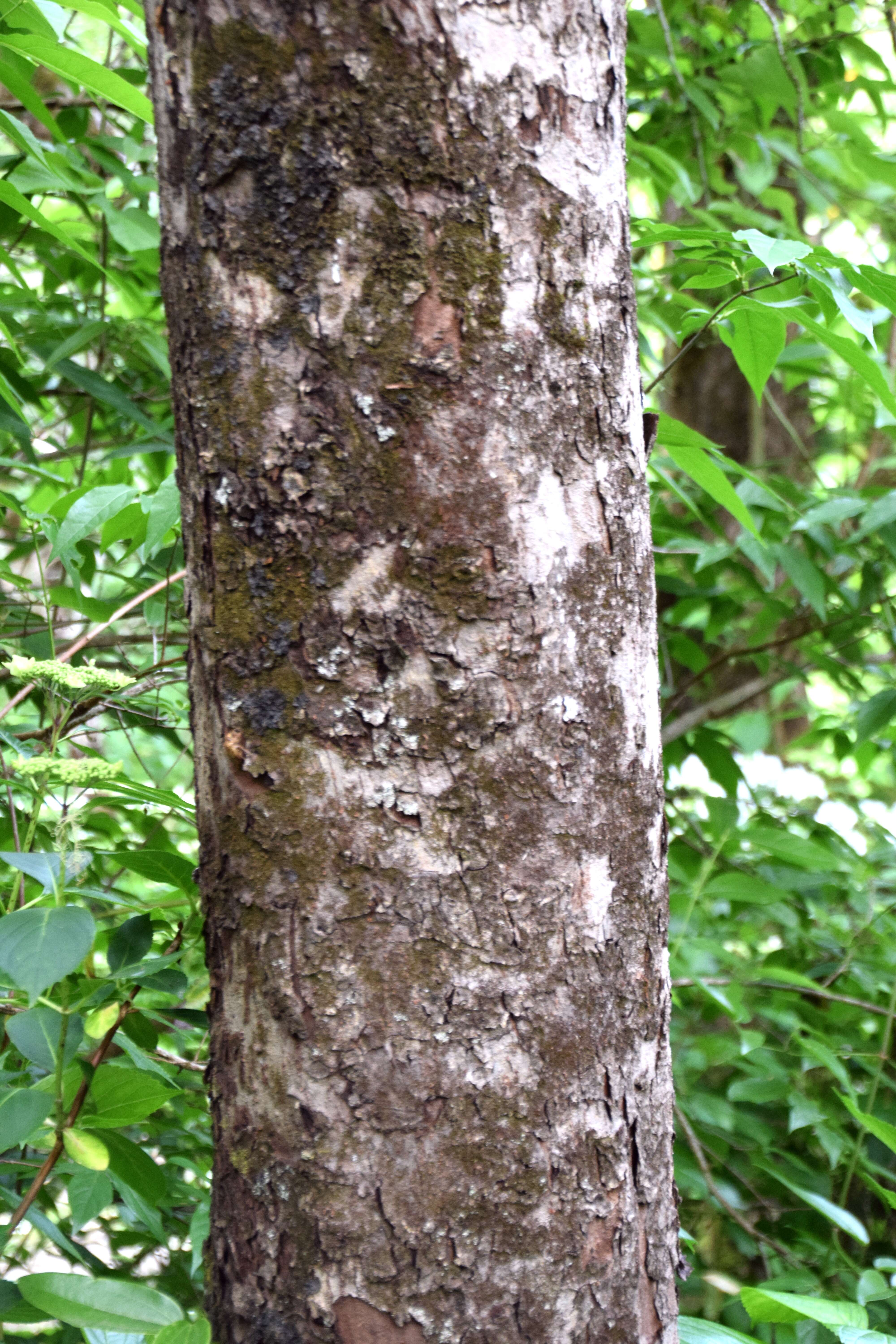 Plancia ëd Docyniopsis yunnanensis (Franch.) Koidz.