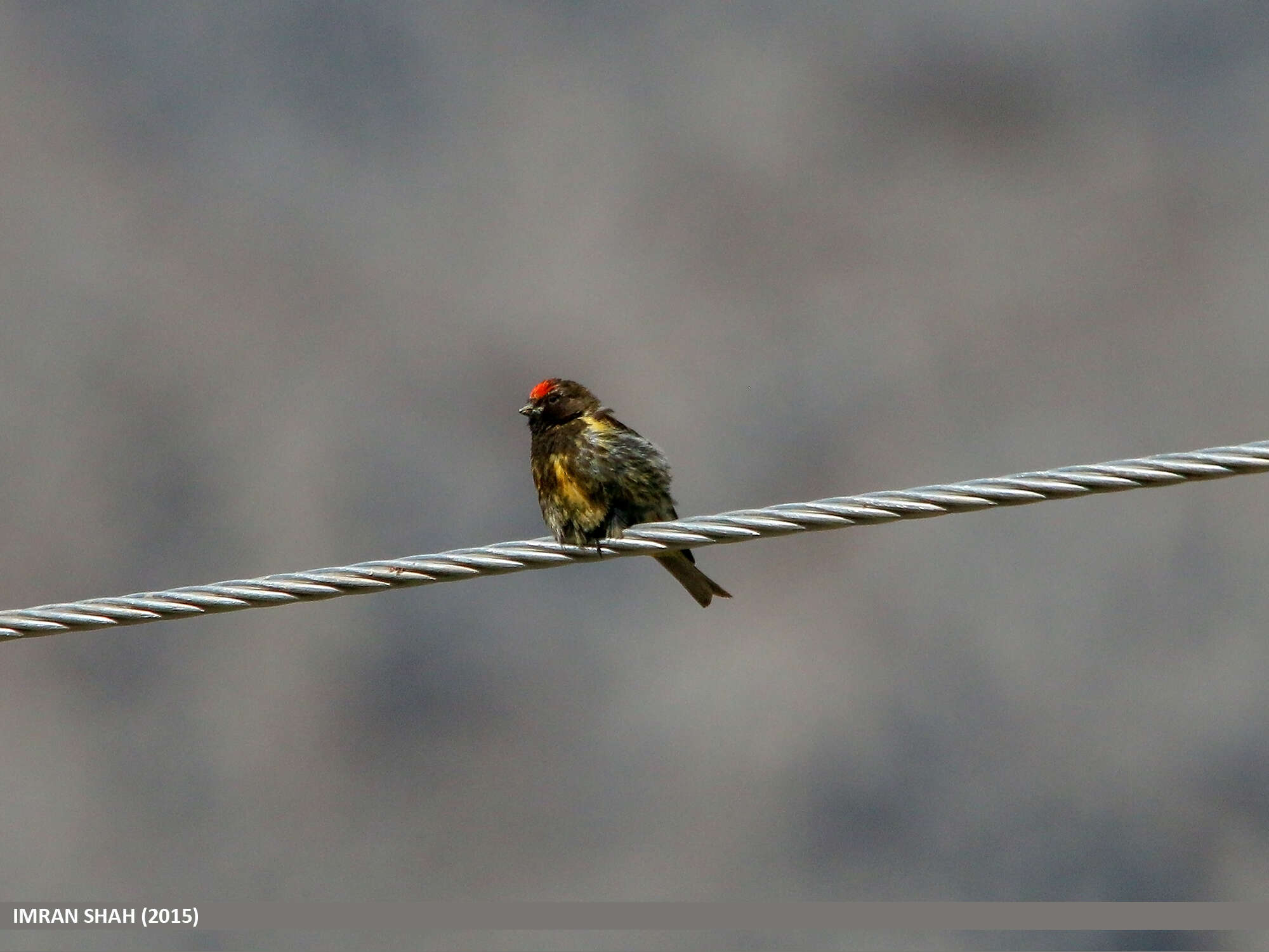 Image of Fire-fronted Serin