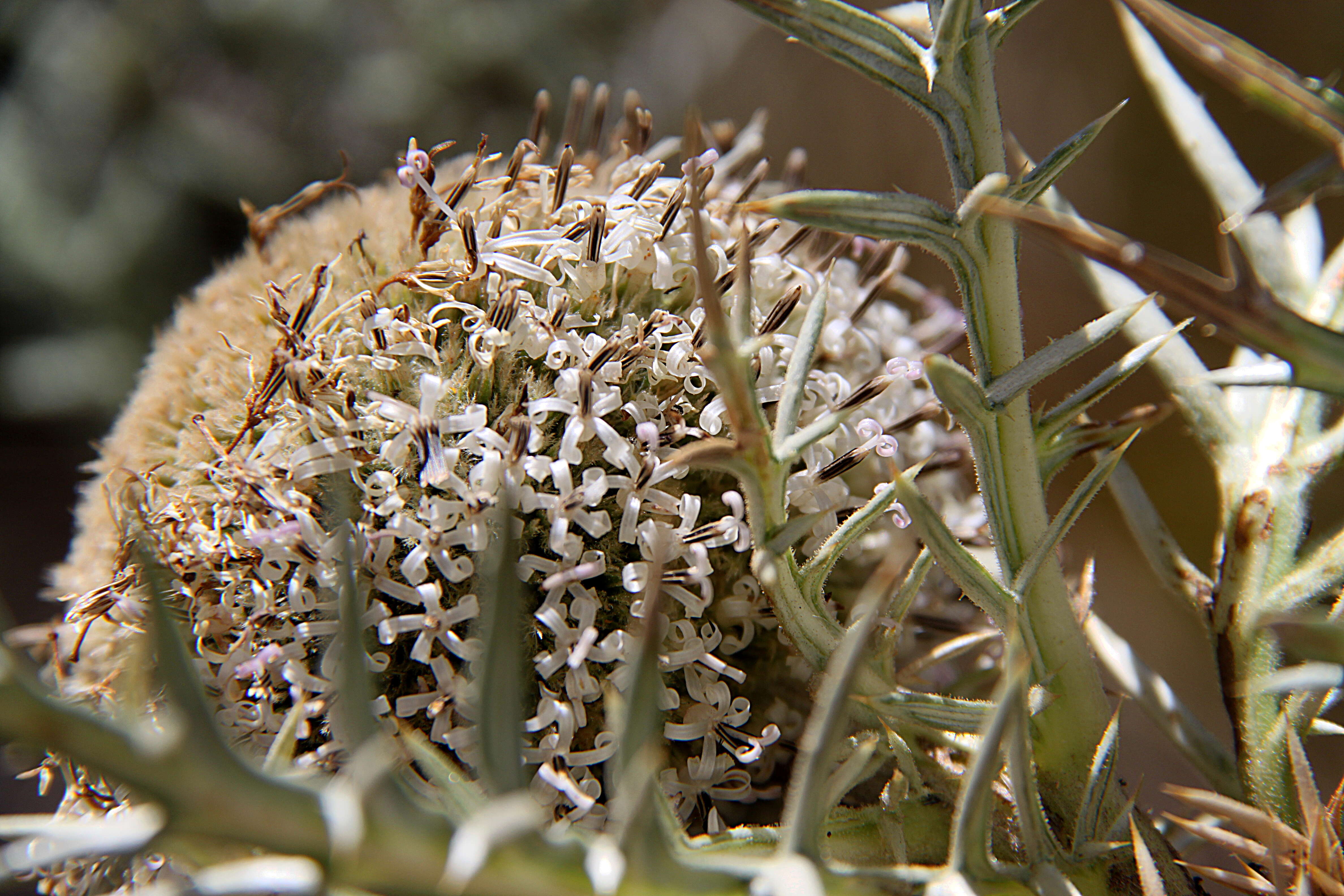 Image of Echinops giganteus A. Rich.