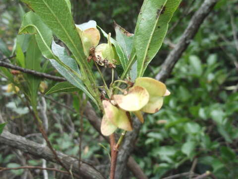 Image de Dodonaea viscosa subsp. angustifolia (L. fil.) J. G. West