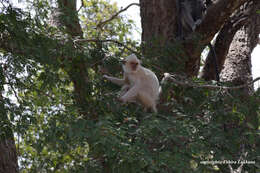 صورة Semnopithecus priam Blyth 1844