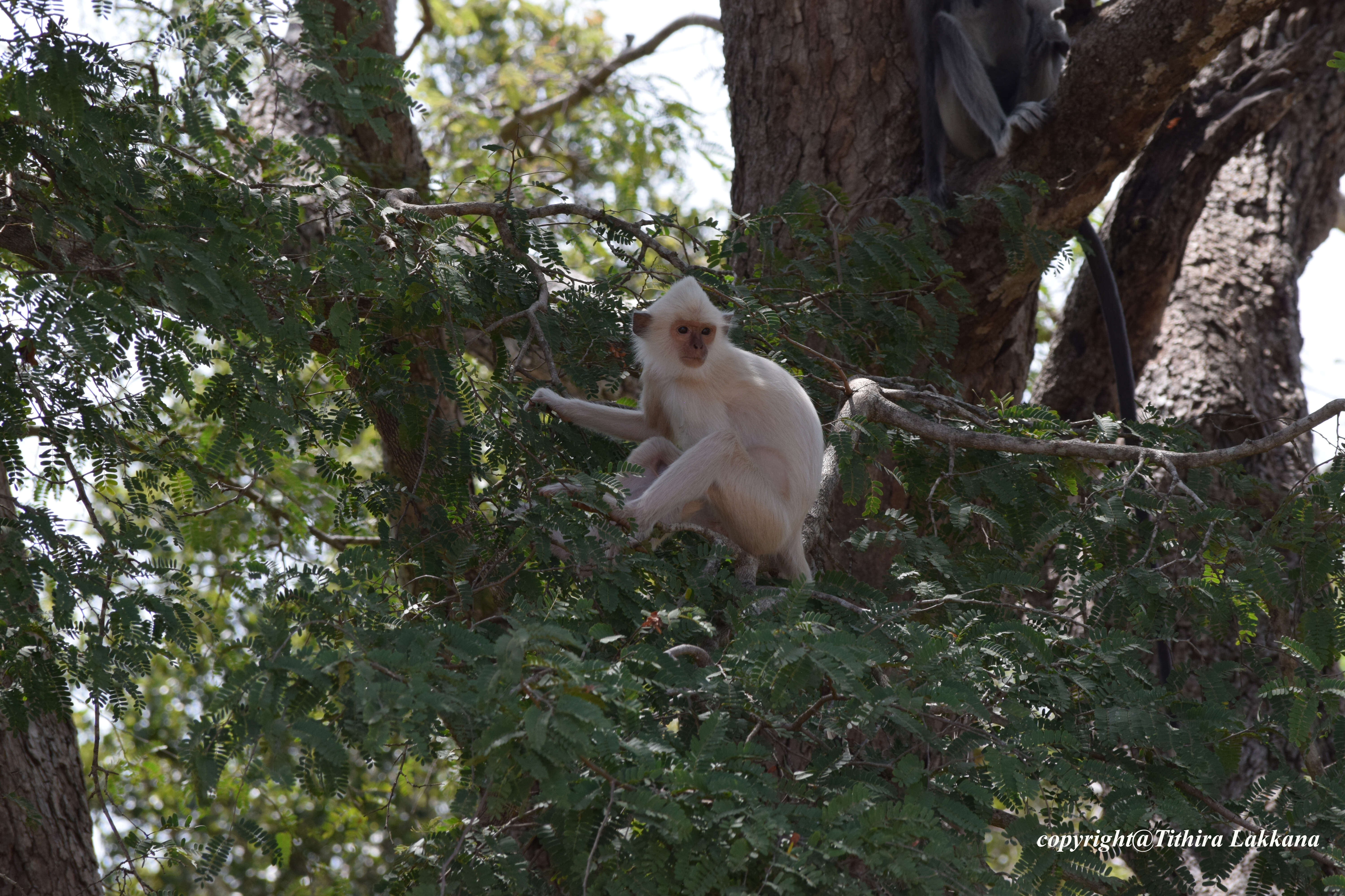 صورة Semnopithecus priam Blyth 1844