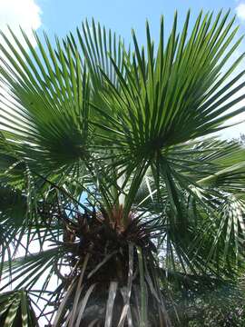 Imagem de Trithrinax brasiliensis Mart.