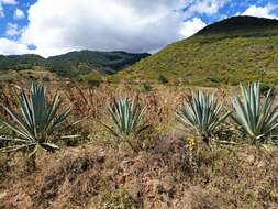 Image of tequila agave