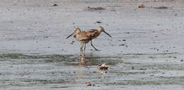 Image of Short-billed Dowitcher