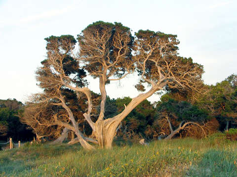 Image of Phoenician Juniper