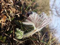 Image of Small Pasque Flower