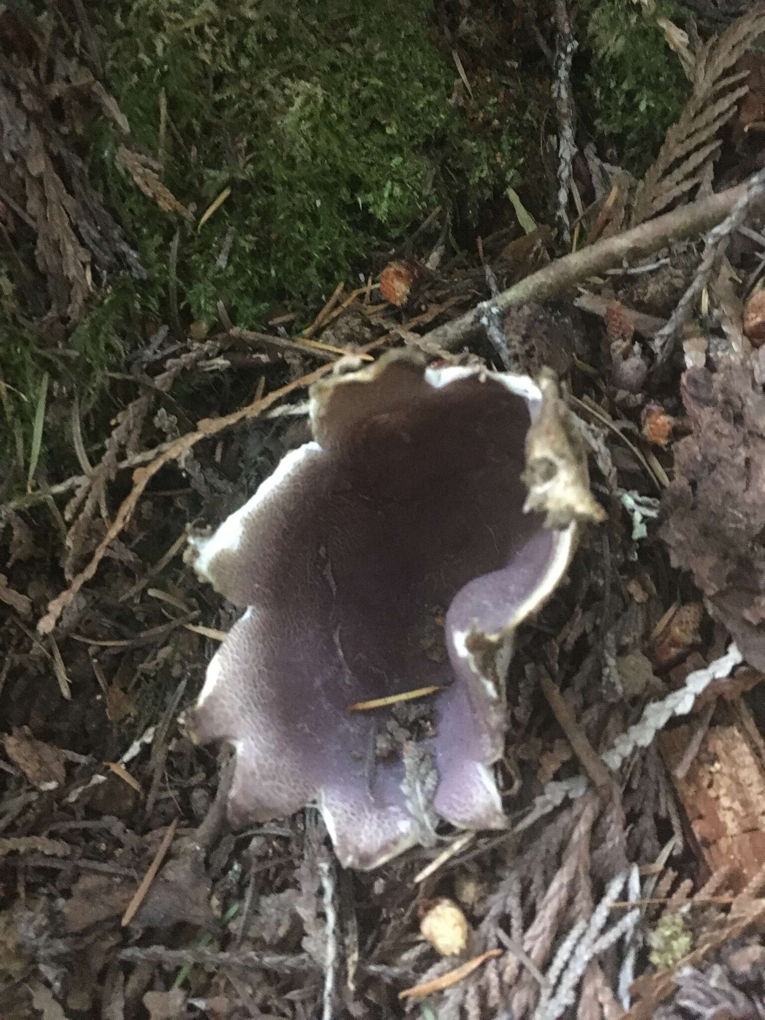 Imagem de Sarcosphaera coronaria (Jacq.) J. Schröt. 1893