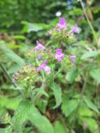 Image of Common hemp nettle