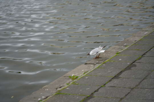 Image of Black-headed Gull