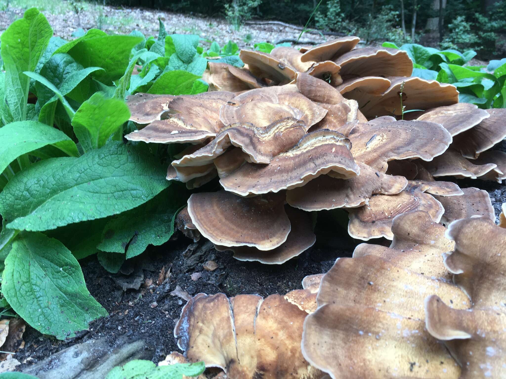 Image de Polypore géant