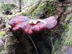 Image of lingzhi mushroom