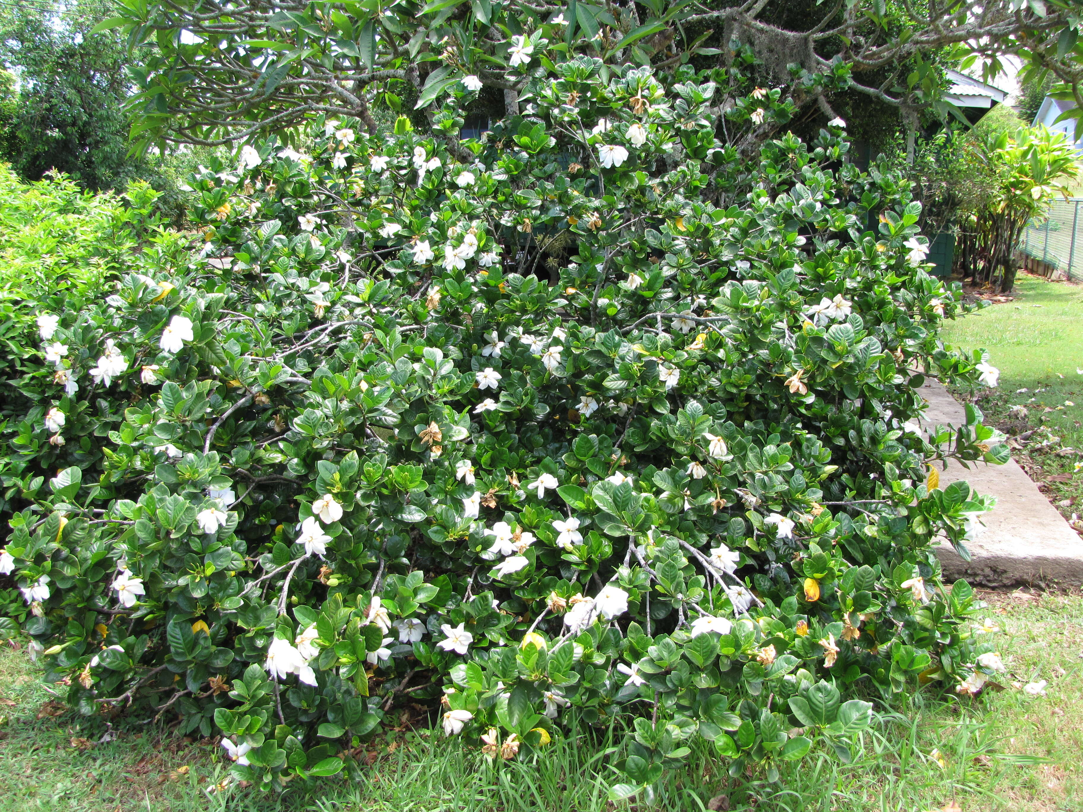 Image of Cape jasmine