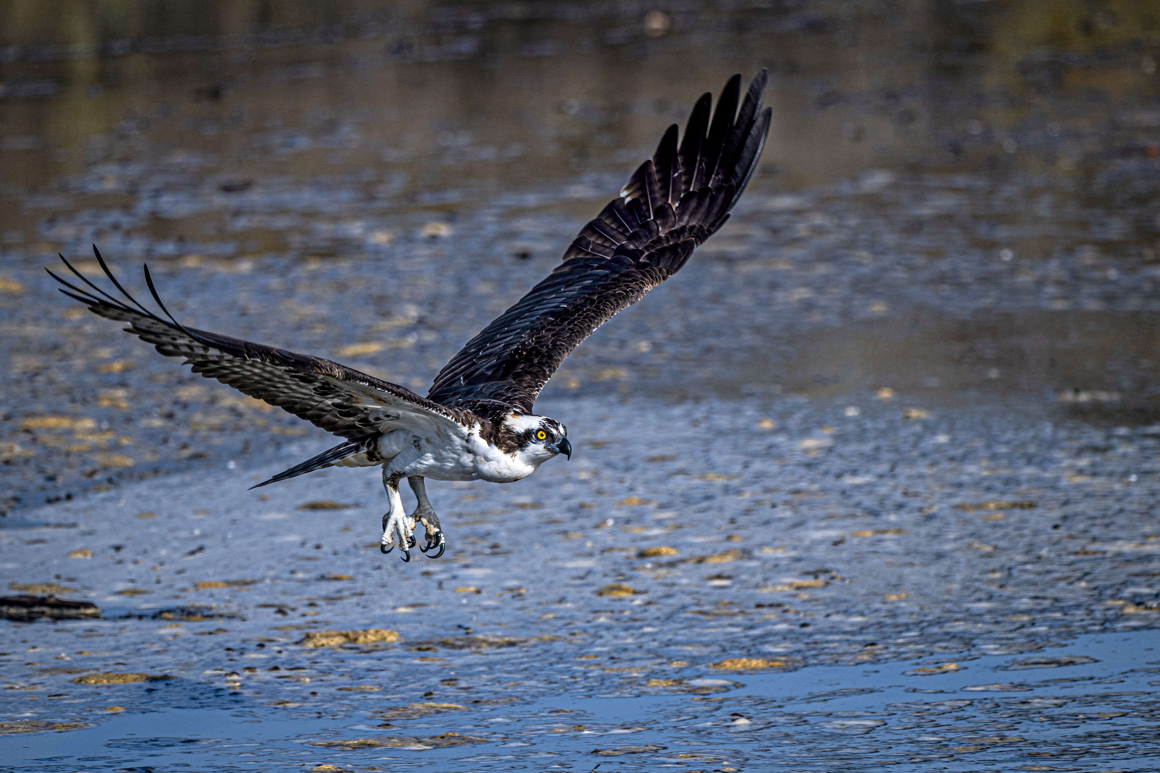 Image of ospreys