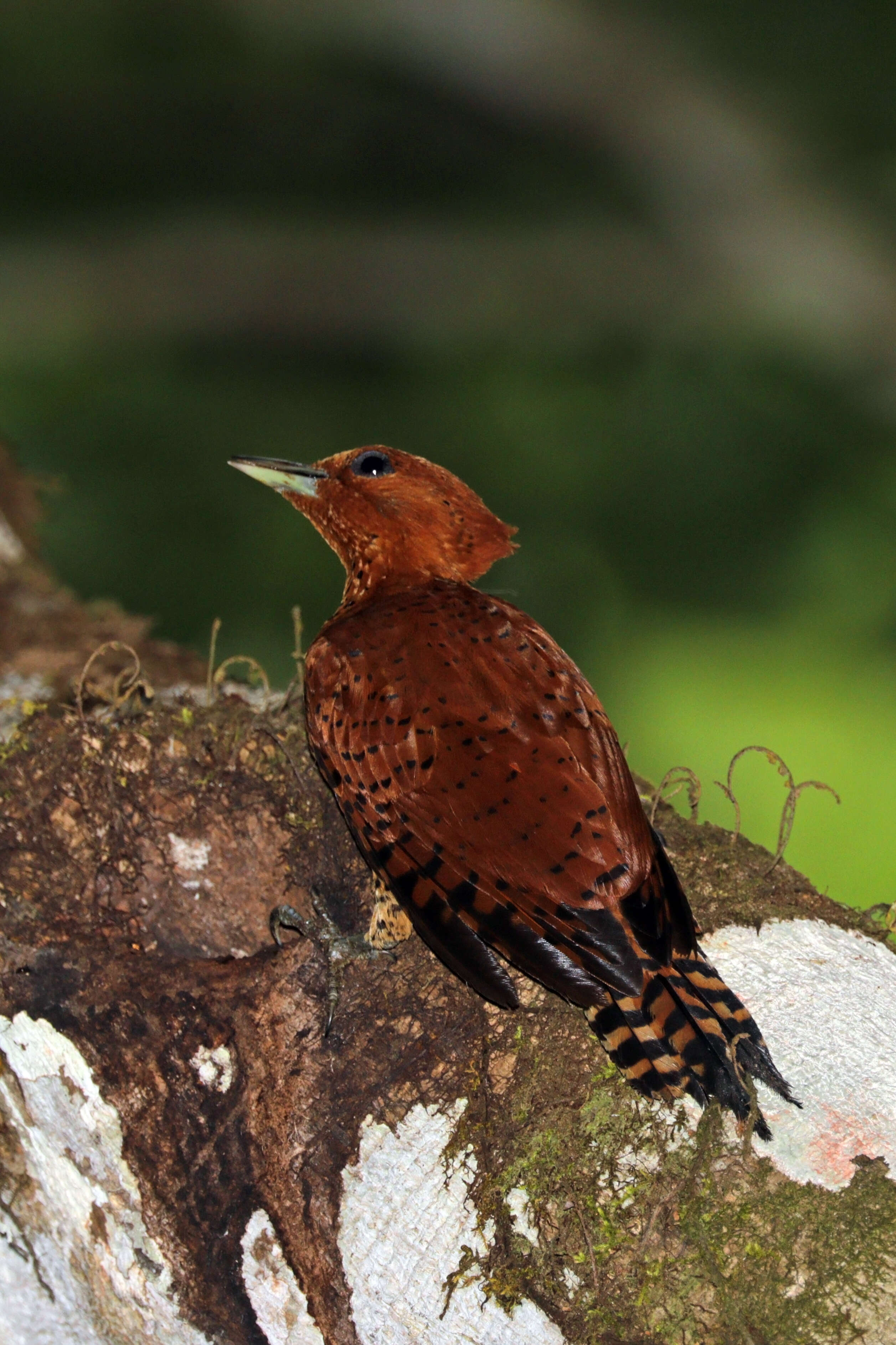 Image of Cinnamon Woodpecker