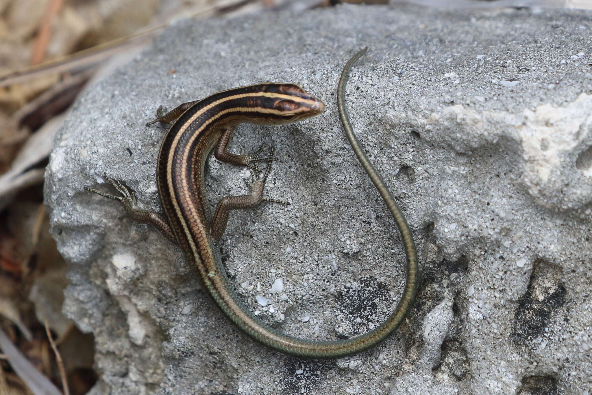 Image of Roux's Emo Skink