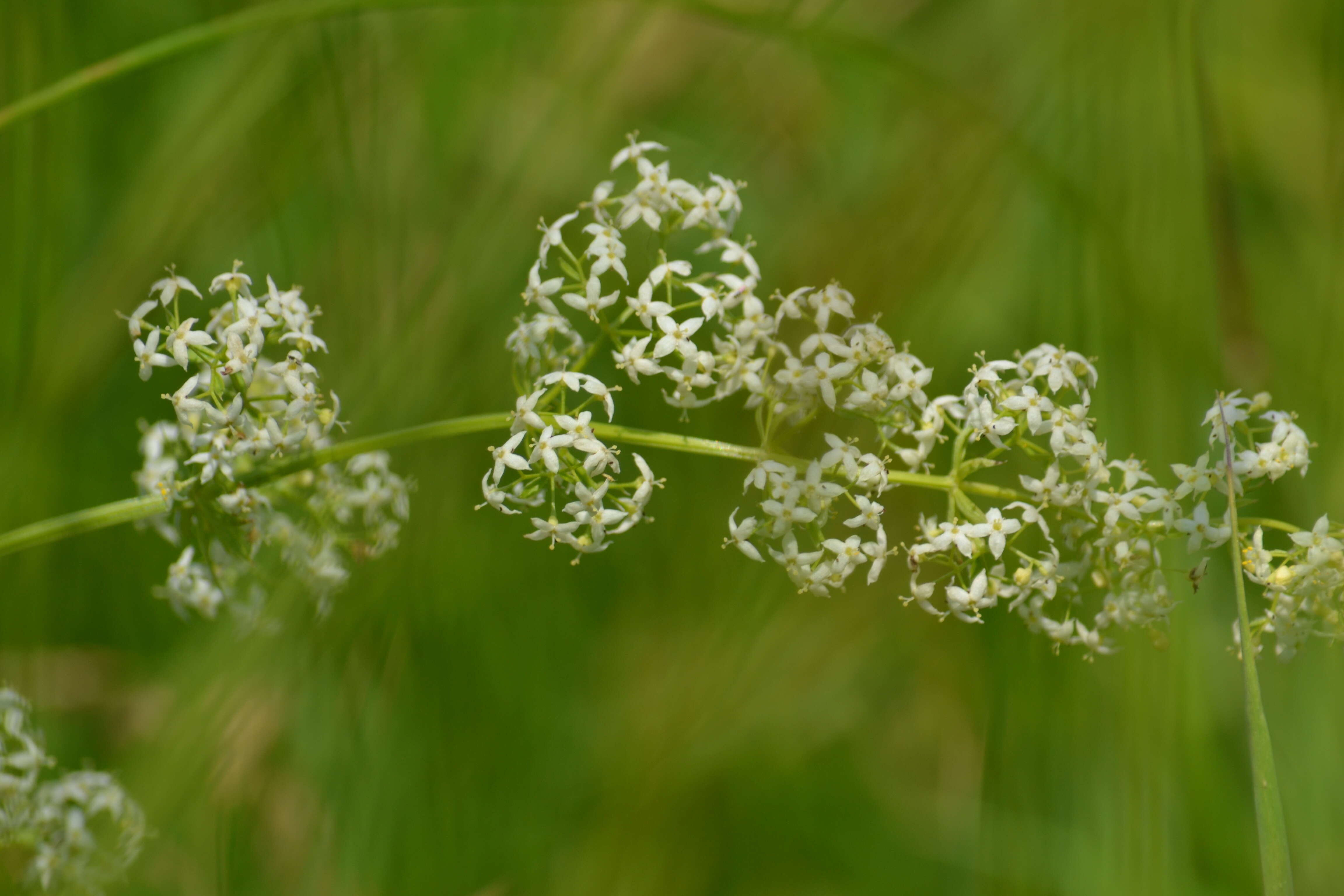 Image of White bedstraw