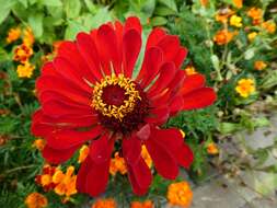 Image of ELEGANT ZINNIA