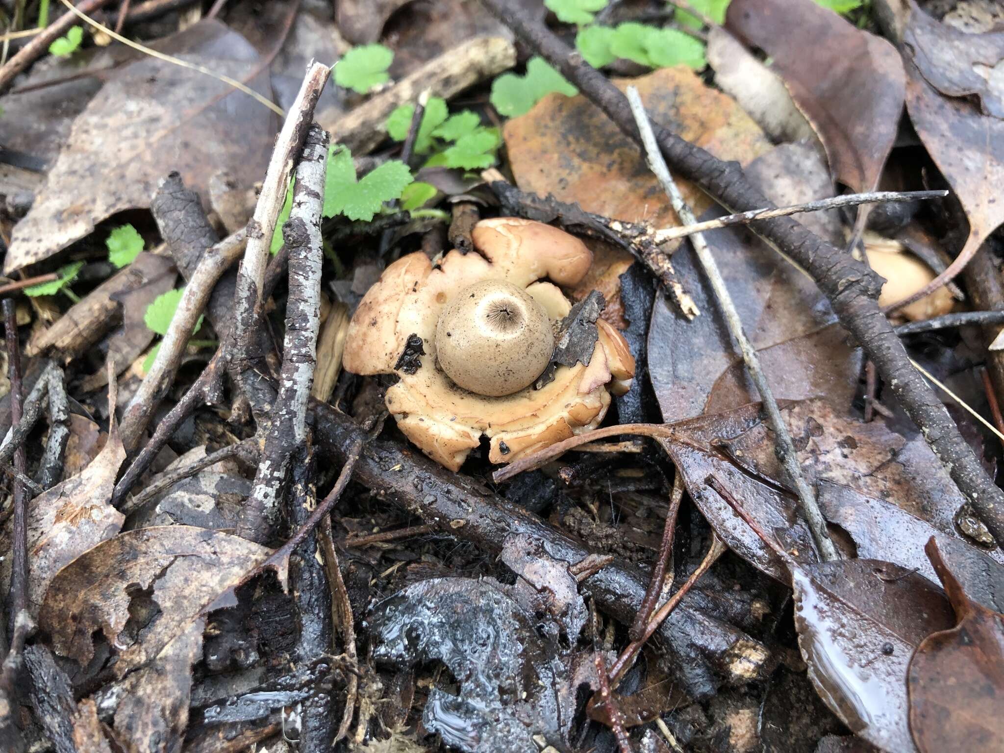 Image of Collared Earthstar